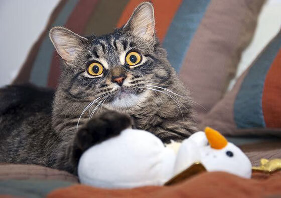 北欧双城记，奥亚尔萨瓦尔个人秀难救主，丹麦客场擒冰岛展现实力碾压